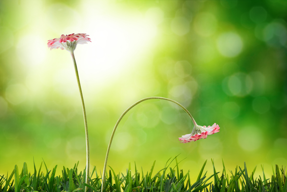 natural solution to erectile dysfunction